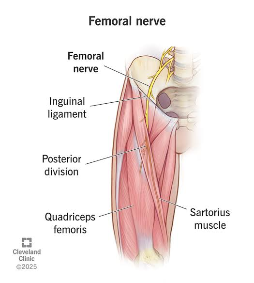 Femoral Nerve Pain (Femoral Neuropathy) in the Thigh: Causes, Fast Relief Strategies & Effective Treatment Supplements