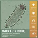 Myiasis (fly strike): Symptoms, Causes, Transmission, Prevention & Treatment Medications