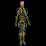 How to Strengthen Your Nervous System Naturally With Nutrients & Supplements That Work Effectively