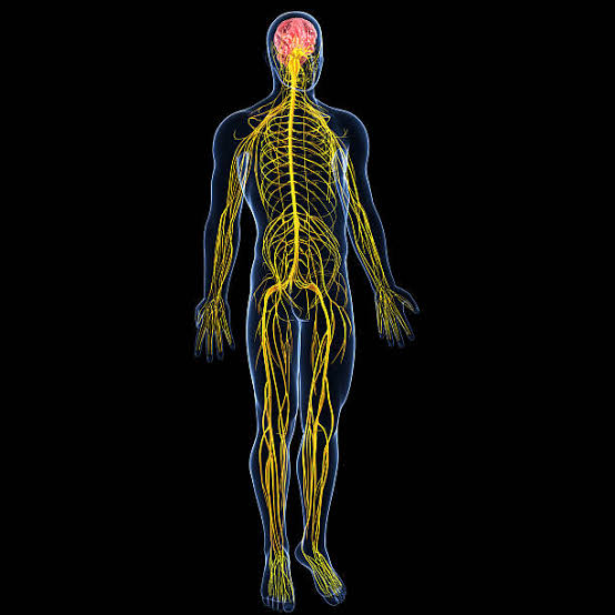 How to Strengthen Your Nervous System Naturally With Nutrients & Supplements That Work Effectively