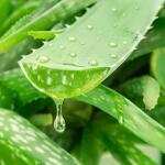 Top Benefits of Aloe Vera for Skincare & Its Uses for Naturally Glowing Skin