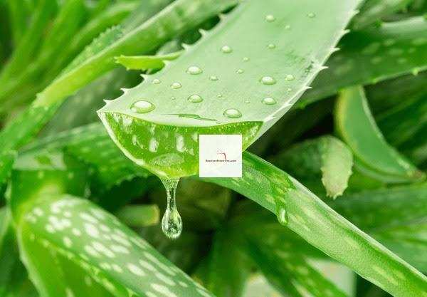 Top Benefits of Aloe Vera for Skincare & Its Uses for Naturally Glowing Skin